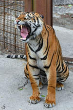 Ein ghnender Sumatratiger Anfang Juni 2018 im Zoo Aalborg.