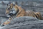 Ein Sumatratiger Anfang Juni 2018 im Zoo Aalborg.