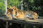 Schlafender Tiger im Zoo d'Amneville, 26.9.2017