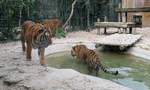 Da die Tiger nicht wasserscheu sind, sind sie hinter Glas im Zoo d'Amneville, 26.9.2017