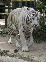 Weißer Tiger im Zoo d'Amneville, 26.9.2017