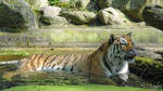 Ein badender Amurtiger Anfang Juli 2010 im Zoo Schwerin.