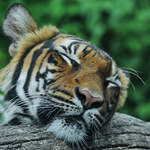 Ein mder Tiger im Zoo Dortmund.