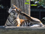 Ein Sumatra-Tiger im Zoo Dortmund.