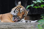 Ein Tiger im Zoo Dortmund.