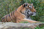 Ein Sibirischer Tiger Ende Oktober 2013 im Zoom Gelsenkirchen.