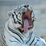 Ein weier Tiger zeigt mde seine laaaange Zunge.