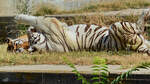 Ein Weier Tiger im Zoo Madrid.