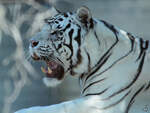 Ein weier Tiger im Portrait.