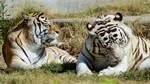 Zwei entspannte Tiger im Zoo Madrid.
