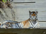 Mitte Dezember 2010 war dieser entspannte Tiger im Zoo Madrid zu sehen.