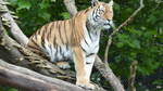 Ein Sibirischer Tiger (Panthera Tigris Altaica) auf Beobachtungsposten in einer Anlage im Hagenbecks Tierpark in Hamburg.