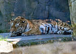 Sibirischer Tiger im Kölner Zoo - 14.06.2022