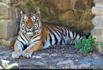 Samba – einer von zwei Sibirischen Tigern (Panthera tigris altaica) im Zoo Aschersleben.