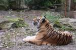 Tiger im Allwetterzoo  (MNSTER/Deutschland, 25.08.2020)