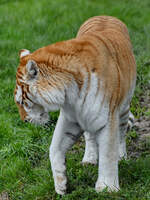 Ein Golden Tabby streift duchs Gehege, so gesehen Anfang April 2024 im Tigerpark Dassow.