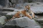 Sibirischer oder Amur-Tiger (Panthera tigris altaica) am 13.12.12009 im Tierpark Berlin.