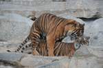 Sumatra-Tiger beim Poppen.