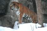 Amur-Tiger (Sibirischer Tiger) (Panthera tigris altaica) am 9.1.2010 im Tierpark Berlin.