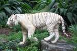 Weisser Tiger im Singapore Zoo am 11.Mai 2010.