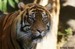 Tiger sind eines meiner Lieblingsobjekte zum fotgrafieren.
