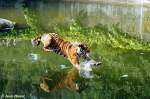  Jetzt seid ihr dran.  Indochinesischer Tiger oder auch als Hinterindischer Tiger bekannt.