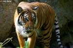  Was ist denn da im Wasser?  Indochinesischer Tiger oder auch als Hinterindischer Tiger bekannt.