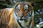 Indochinesischer Tiger oder auch als Hinterindischer Tiger bekannt.