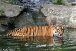 Indochinesischer Tiger oder auch Hinterindischer Tiger.