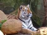 Sibirischer Tiger-Panthera tigris altaica