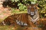 Indochinesischer Tiger.