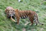 In Blickrichtung des Tigers, stand der Tierpfleger, welcher fr Fragen bereitstand und so langsam die Ftterung vorbereitete.