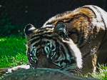 Ein Tiger im Freigehege des Burger Zoos in Arnheim in NL.