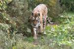 Sibirischer Tiger beim Rundgang.