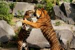  Lass dich umarmen, Kumpel.  Sibirische Tiger oder auch Amurtiger