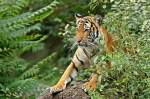 Erwartungsvoll (Indochinesischer Tiger)