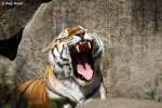  Herr Doktor, sind meine Mandeln nun entzndet, oder nicht?  Sibirischer Tiger oder auch Amurtiger