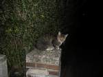 Eine Hauskatze Nachts im Lehrte auf einen Stein, am 08.09.2011 um 0:37 Uhr