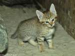 Junge Oman-Falbkatze (Felis silvestris gordoni) im Tierpark Berlin