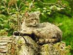 EUROPISCHE WILDKATZE BEI DER  KATZENWSCHE  IN WEILBURG/LAHN (TIERGARTEN)  Genau zum richtigen Zeitpunkt kam am 28.4.2018 dieses bildschne Exemplar einer EUROPISCHEN  WILDKATZE