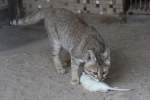 Falbkatze (Felis silvestris lybica) am 18.4.2010 im Tierpark Berlin.