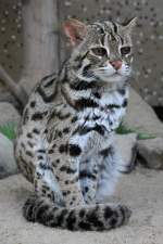 Bengalkatze (Prionailurus bengalensis bengalensis) am 18.4.2010 im Tierpark Berlin.