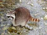 Waschbr(Procyon lotor) im Tierpark Grnau; 151220