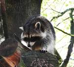 WASCHBR (PROCYON)IM TIERPARK NIEDERFISCHBACH/SIEGERLAND  Eigentlich in NORDAMERIKA heimisches,mittelgroes Sugetier,das seit Mitte des 20.