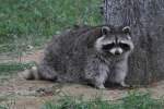 Waschbr (Procyon lotor) am 18.9.2010 im Zoo Sauvage de Saint-Flicien,QC.