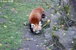 Der kleine Panda wird auch Katzenbär genannt, weil er sich wie eine Katze wäscht, durch Ablecken des gesamten Körpers.