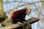 Kleiner Panda in der ZOOM Erlebniswelt Gelsenkirchen 8.3.2015