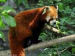 Westlicher Katzenbr (Ailurus fulgens fulgens).