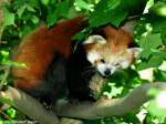 Westlicher Katzenbr (Ailurus fulgens fulgens).