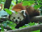 Westlicher Katzenbr-Mnnchen (Ailurus fulgens fulgens) im Tierpark Berlin (August 2015).